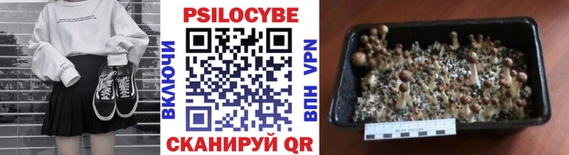 где продают Куровское Галлюциногенные грибы прущие грибы